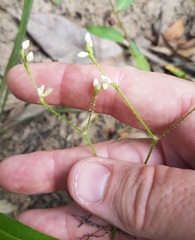Persicaria praetermissa