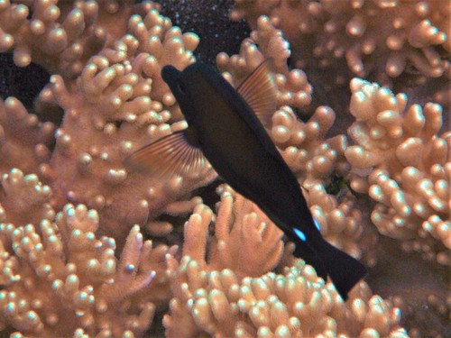Bluelined sailfin tang (Zebrasoma scopas) — Acanthuridae — 4