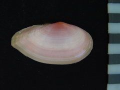 Psammotella cruenta