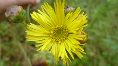 Podolepis hieracioides