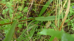 Podolepis hieracioides