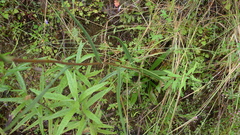 Podolepis hieracioides