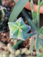 Myrtillocactus