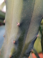 Myrtillocactus