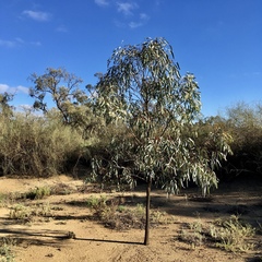 Eucalyptus largiflorens