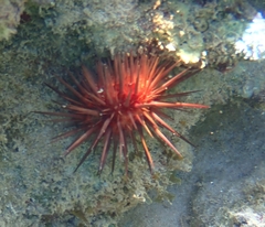 Echinometra lucunter