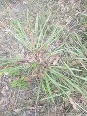 Paspalum mandiocanum