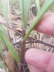 Paspalum mandiocanum