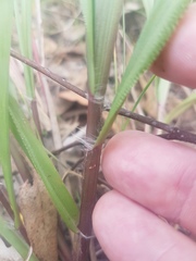 Paspalum mandiocanum