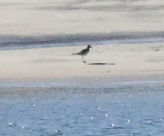 Calidris canutus
