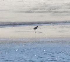 Calidris canutus