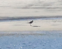 Calidris canutus