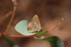 Paralucia pyrodiscus lucida