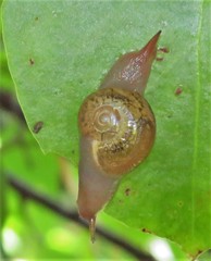 Kerkophorus