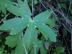 Delphinium cardinale