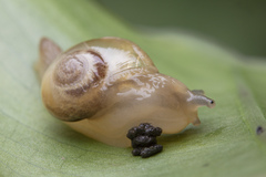 Helicarion perfragilis