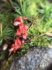 Celastrus orbiculatus