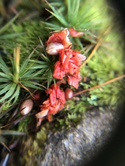 Celastrus orbiculatus