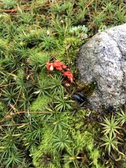 Celastrus orbiculatus