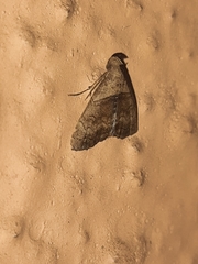 Herminiinae