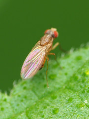 Scaptomyza pallida