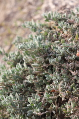 Extriplex californica