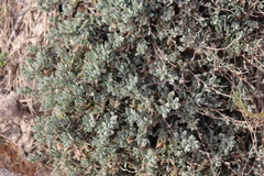 Extriplex californica