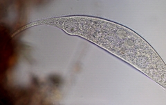 Amphileptus procerus