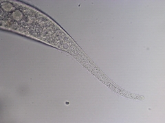 Amphileptus procerus