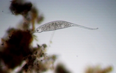 Amphileptus procerus