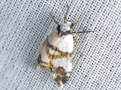 Thallarcha albicollis