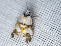 Thallarcha albicollis