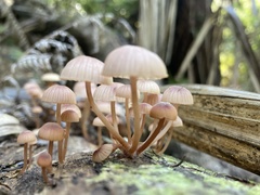 Mycena parsonsii