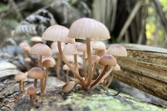 Mycena parsonsii