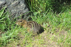 Ictidomys tridecemlineatus