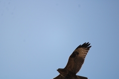 Buteo refectus