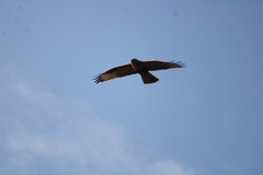 Buteo refectus