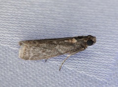 Ectomyelois ceratoniae
