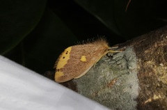 Euproctis quadrangularis