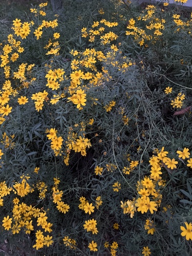 Tagetes lemmonii iNat (3)