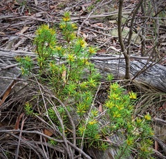 Persoonia hindii