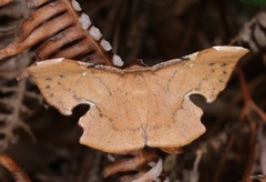 Fascellina chromataria