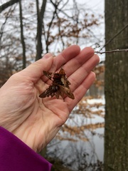 Carpinus caroliniana