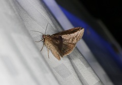 Lophoptera squammigera