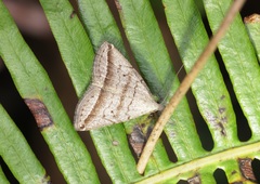 Lysimelia neleusalis