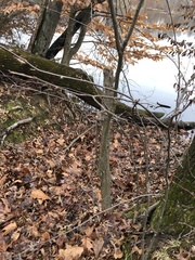 Carpinus caroliniana