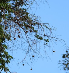 Aspidosperma