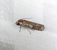 Phycita cirrhodelta