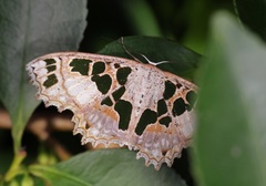 Scopula divisaria