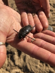 Hydrophilus insularis